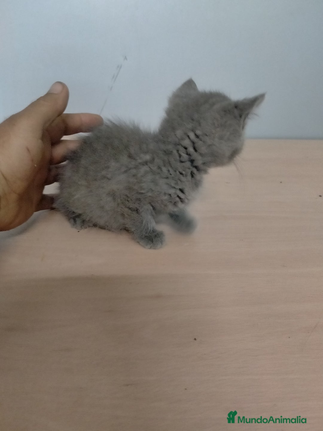 Británico de Pelo Corto gatos en venta: Gatitos British  - Imagen 2