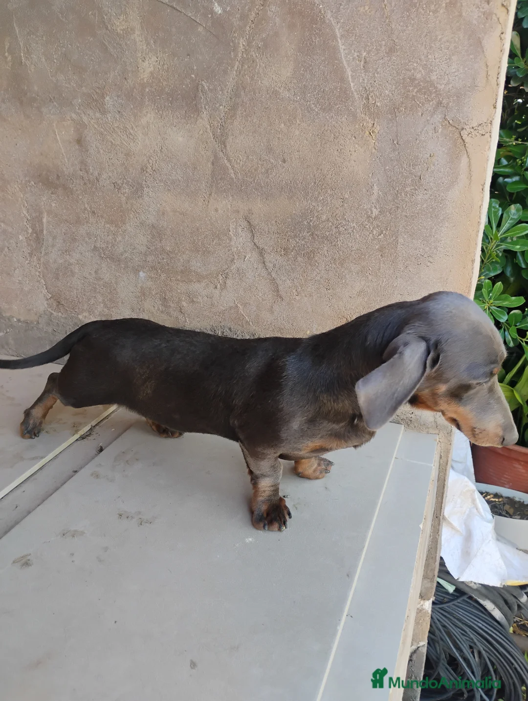 Teckel perros en venta: Macho teckel blue  - Anuncio 1