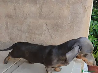 Teckel perros Macho teckel blue - Anuncio 2