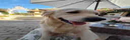 Golden Retriever perros para monta: Golden Retriever para montas en Sevilla - Anuncio 6