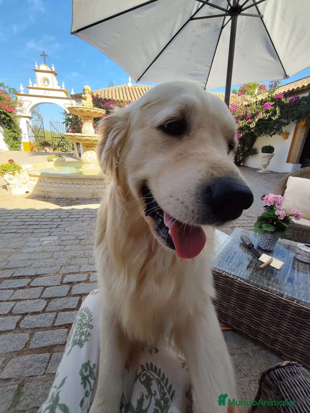 Golden Retriever perros para monta: Golden Retriever para montas en Sevilla - Anuncio 6