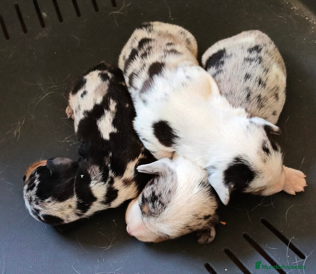 Teckel Miniatura perros en venta: preciosa cachorra teckel miniatura - Imagen 1