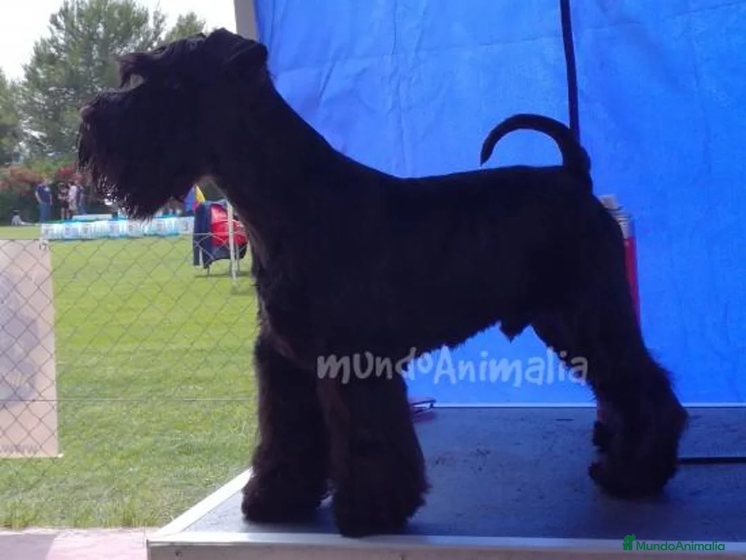 Imagen de galería {{count}}