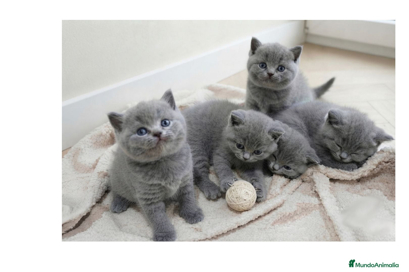 Británico de Pelo Corto gatos Gatos Brithish shorthair  - Anuncio 2