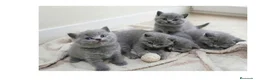 Británico de Pelo Corto gatos en venta: Gatos Brithish shorthair  - Anuncio 1