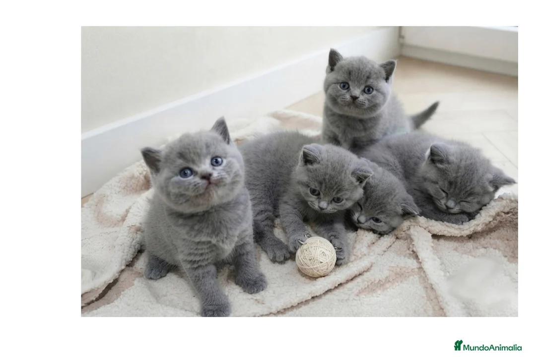 Británico de Pelo Corto gatos en venta: Gatos Brithish shorthair  - Anuncio 1