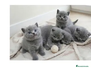Británico de Pelo Corto gatos Gatos Brithish shorthair - Anuncio 3