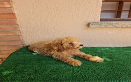 Caniche Enano perros en venta: Caniche enano - Imagen 6