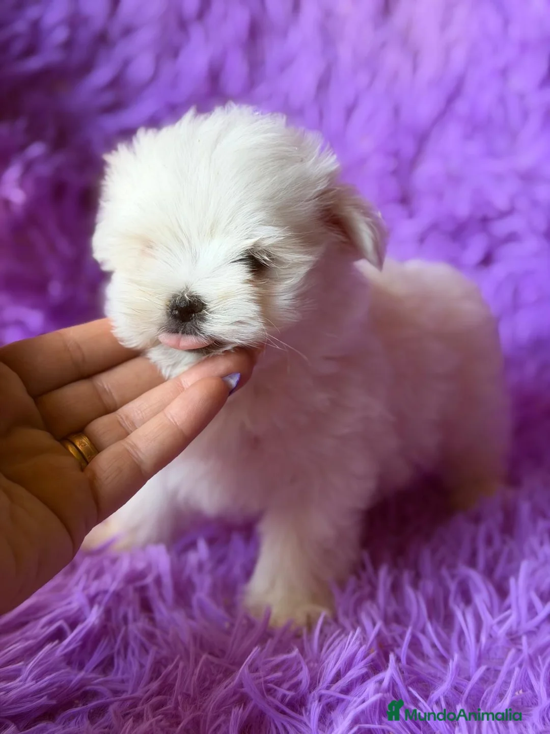 Bichón Maltés perros en venta: BICHÓN MALTES MINI TOY COREANO - Anuncio 13