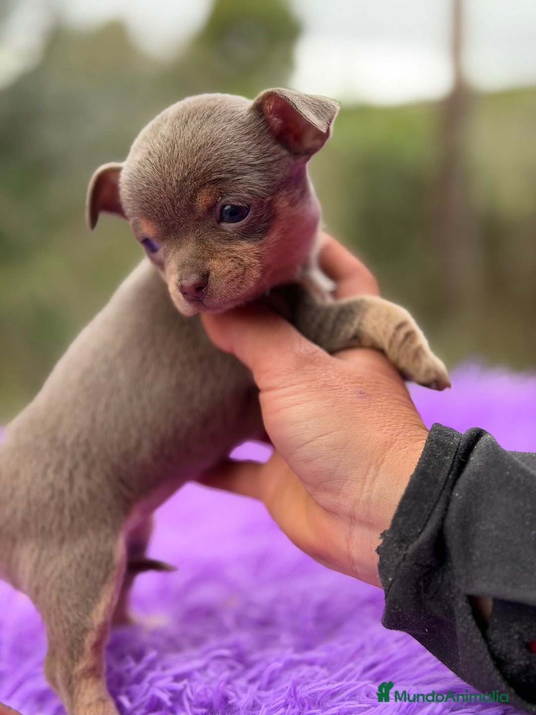 Chihuahua perros en venta: Chihuahua Minitoy  - Anuncio 11