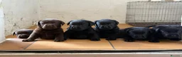 Labrador Retriever perros en venta: labrador negro - Anuncio 6