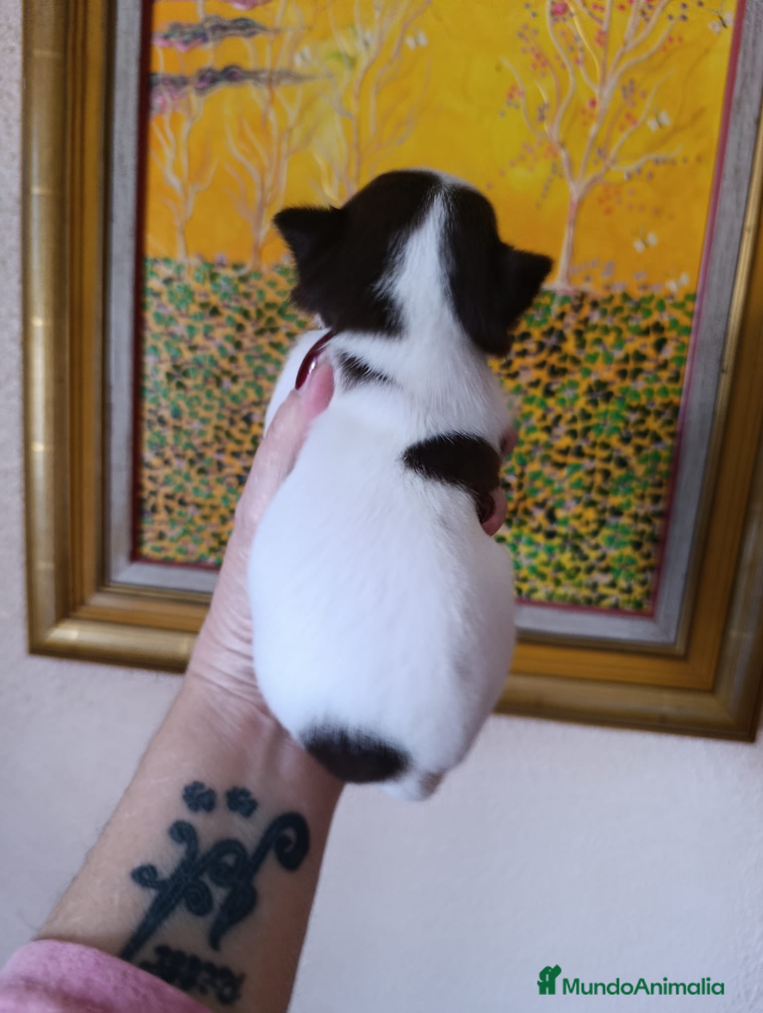 Chihuahua perros CHIHUAHUA MACHO EXCLUSIVO  - Anuncio 2