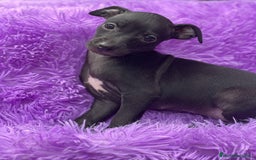 Pequeño Lebrel Italiano perros en venta: Piccolo hembra negra  - Imagen 4