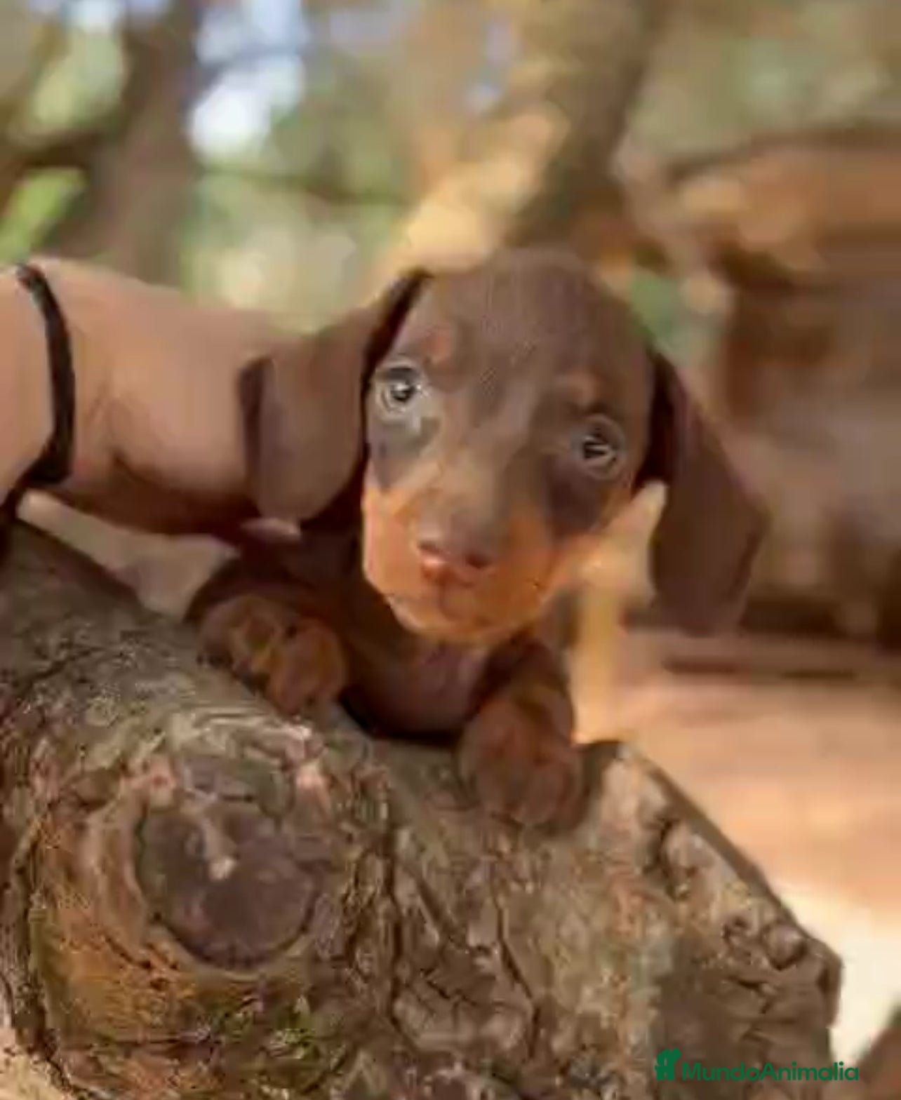 Teckel Miniatura perros Teclel mini - Anuncio 25