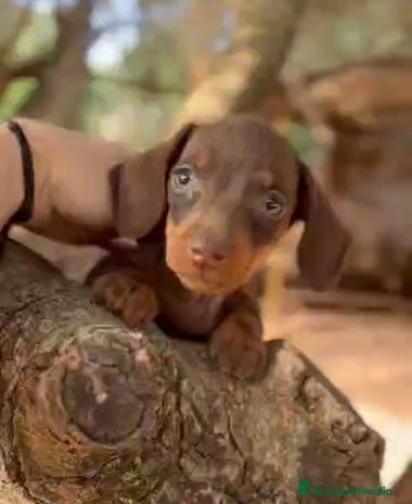 Teckel Miniatura perros - Anuncio 5