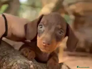 Teckel Miniatura perros Teclel mini - Anuncio 6