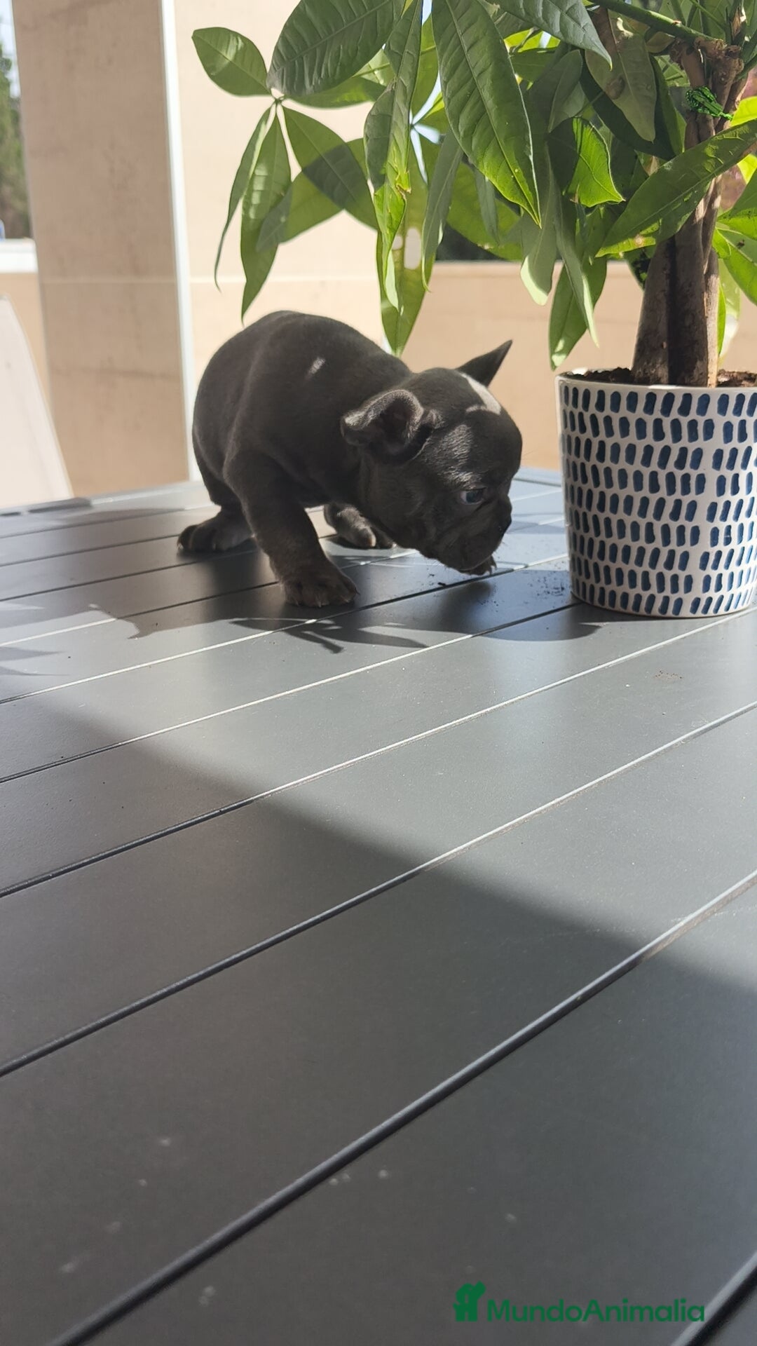Bulldog Francés perros en venta: Bulldog Francés espectaculares - Imagen 14