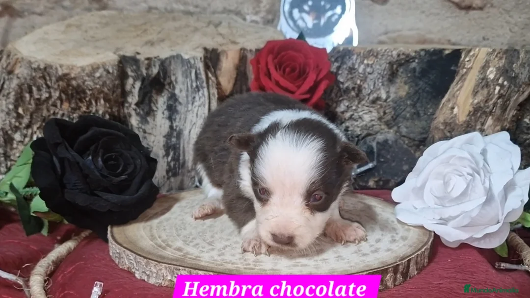 Border Collie perros en venta: Expectaculares cachorros de border collie  - Anuncio 6