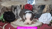 Border Collie Cachorro 6