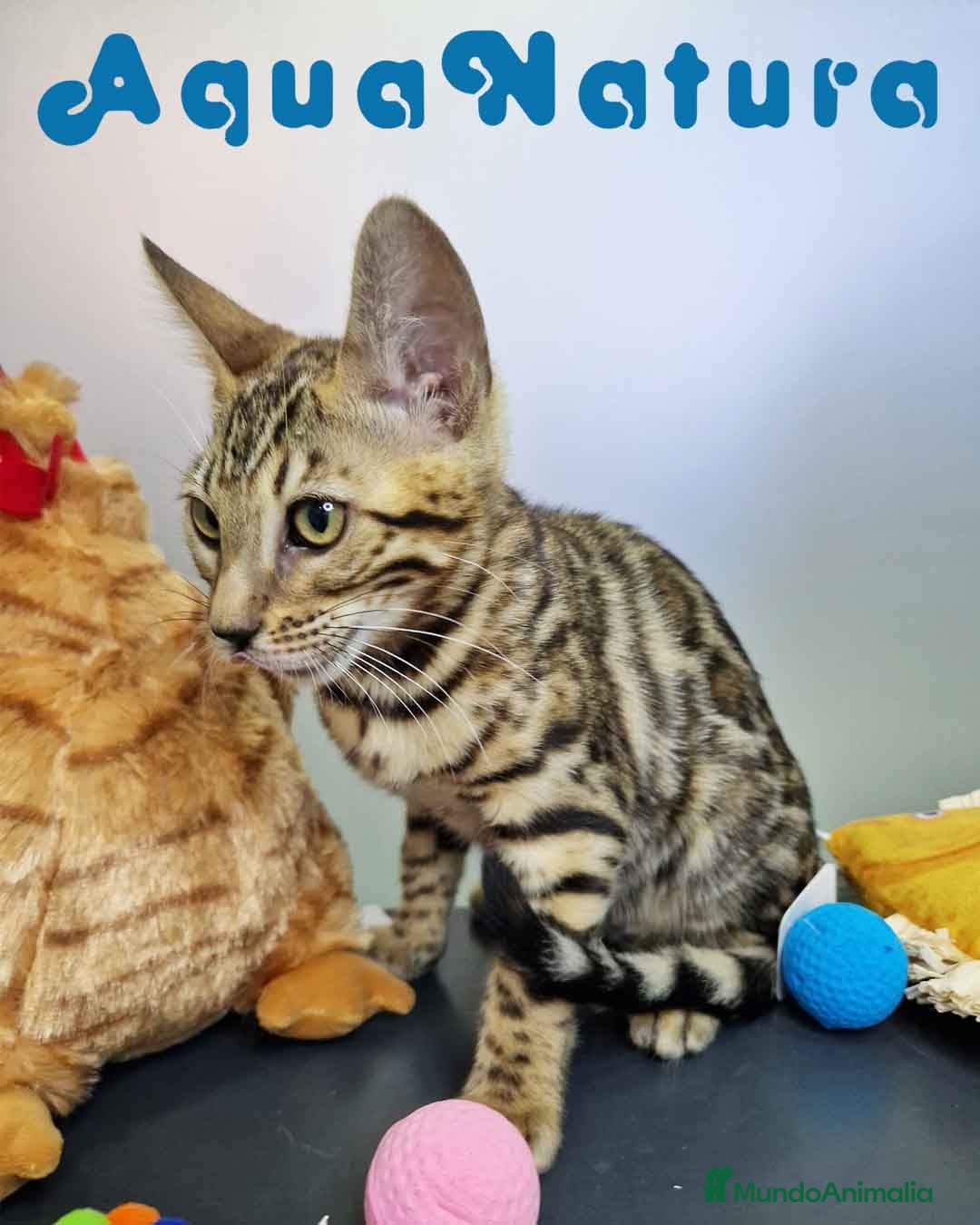 Bengalí gatos en venta: Bengali Hembra 4611 AQUANATURA - Imagen 7