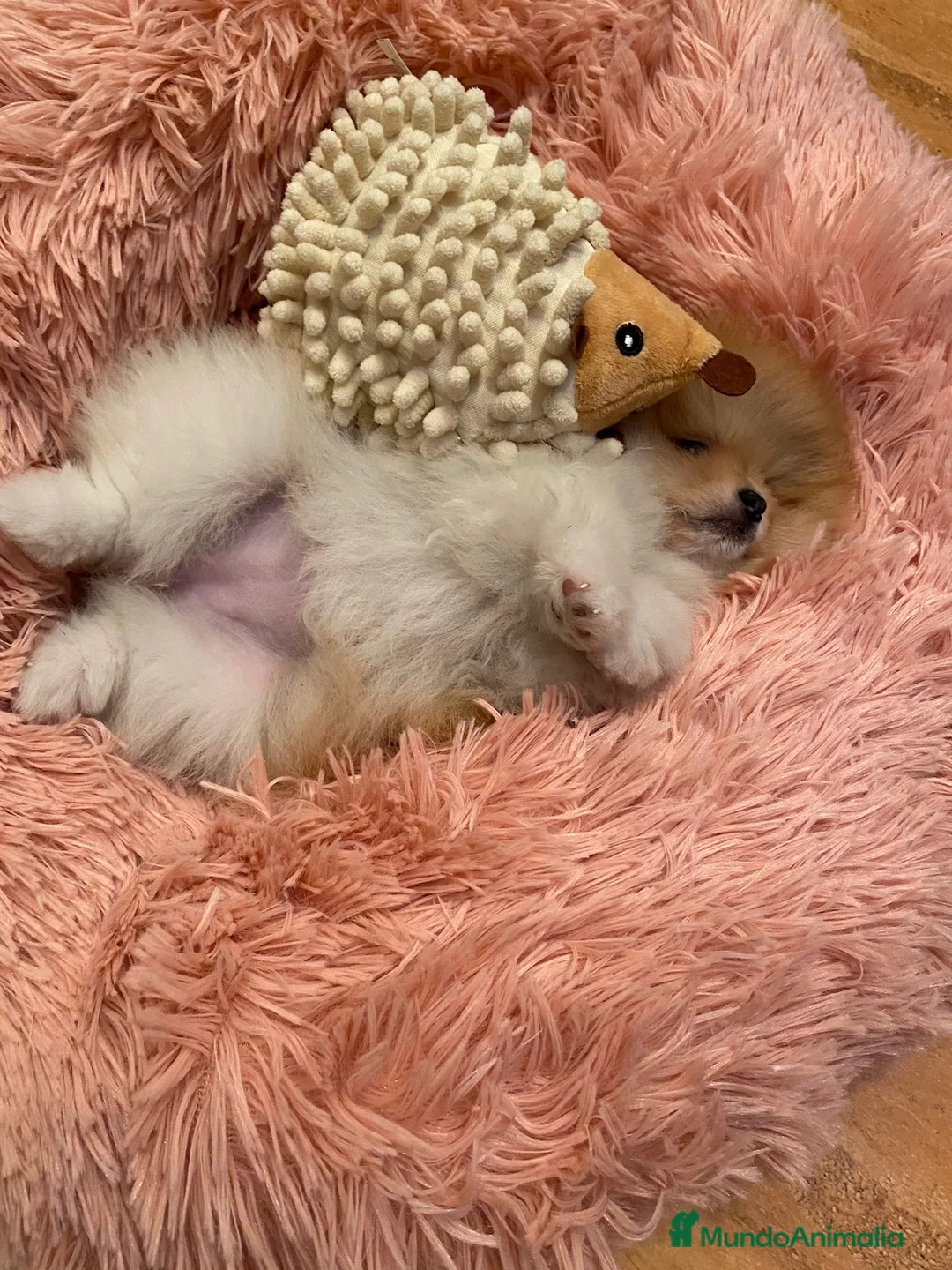 Pomerania perros en venta: Lulú de pomerania  en Barcelona - Anuncio 6