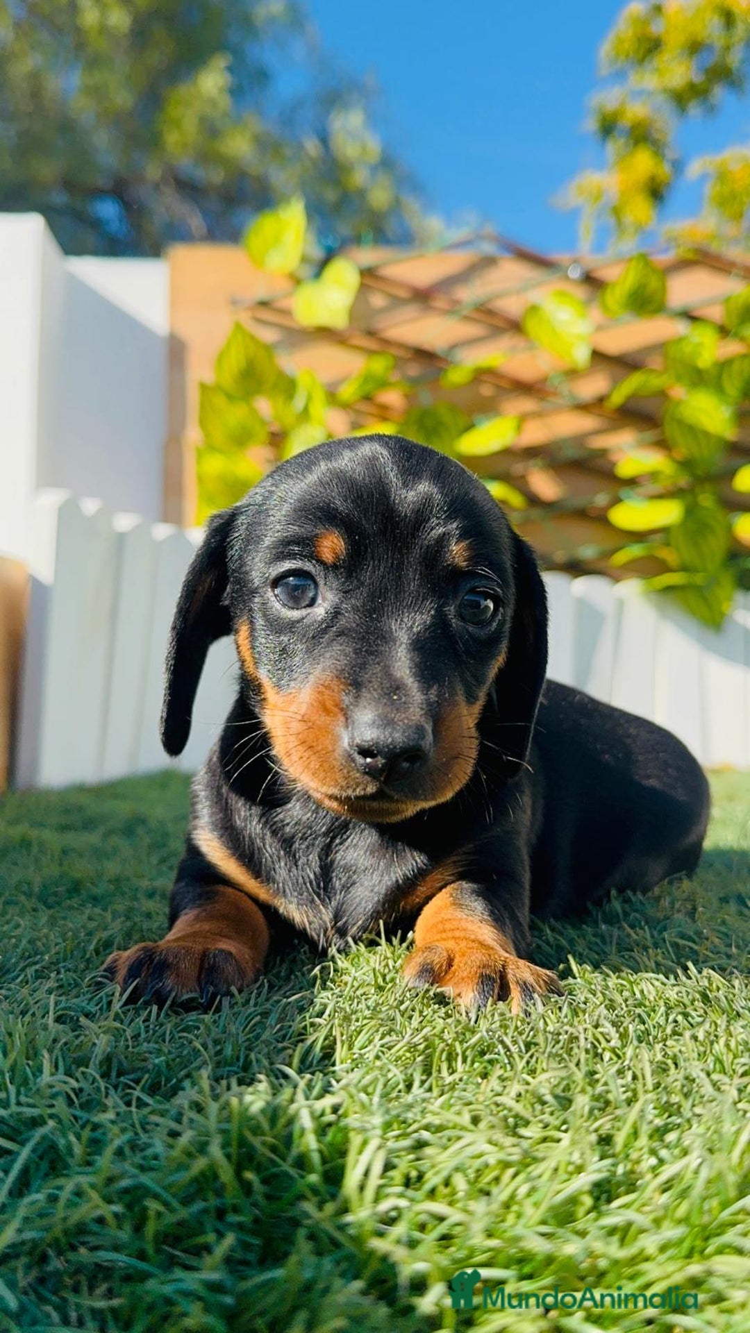 Teckel Miniatura perros en venta: TECKEL MINIATURA  - Anuncio 16