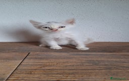 Europeo de Pelo Corto gatos en venta: Gatito blanco europeo - Imagen 2
