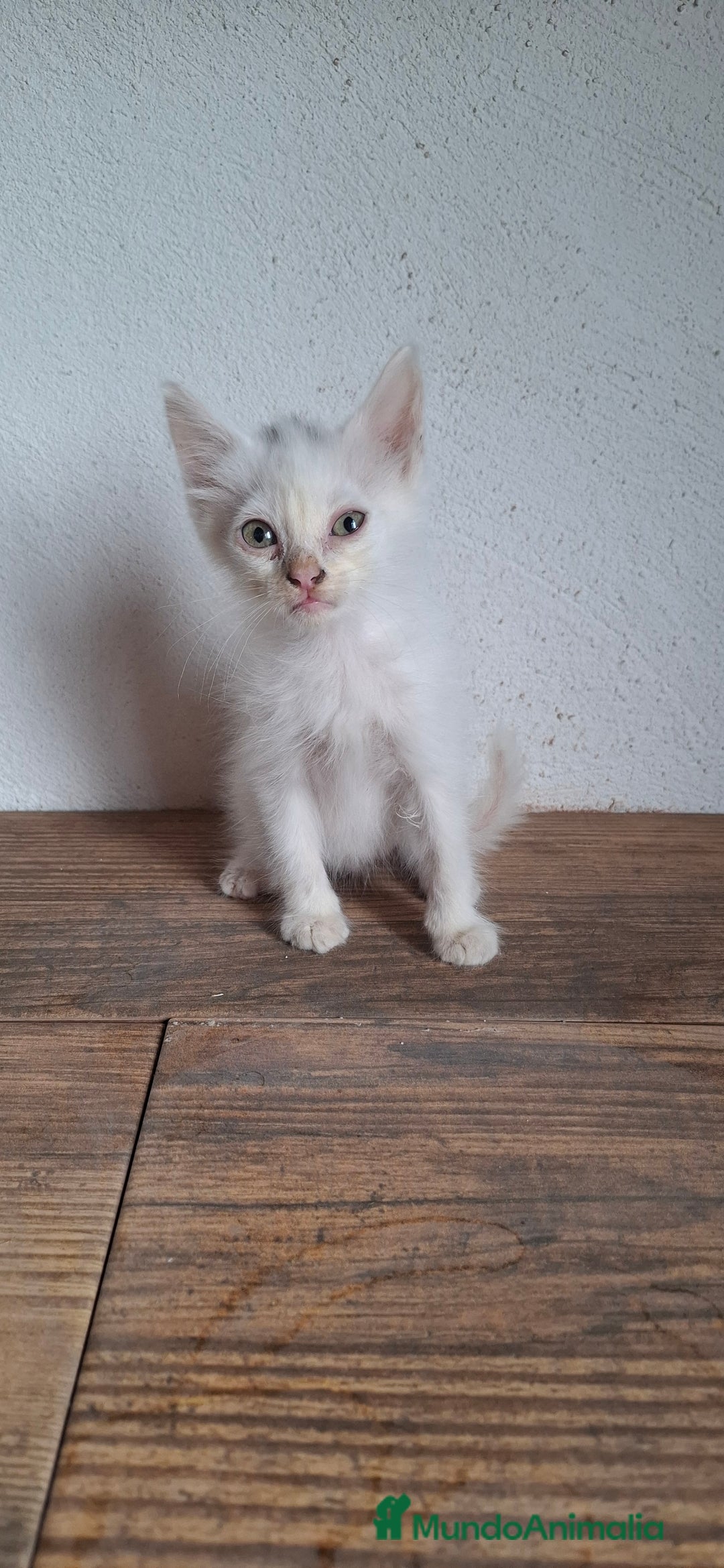 Europeo de Pelo Corto gatos en venta: Gatito blanco europeo - Imagen 2