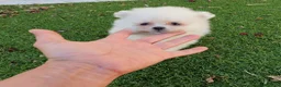 Pomerania perros en venta: Pomerania Toy Top  - Anuncio 9