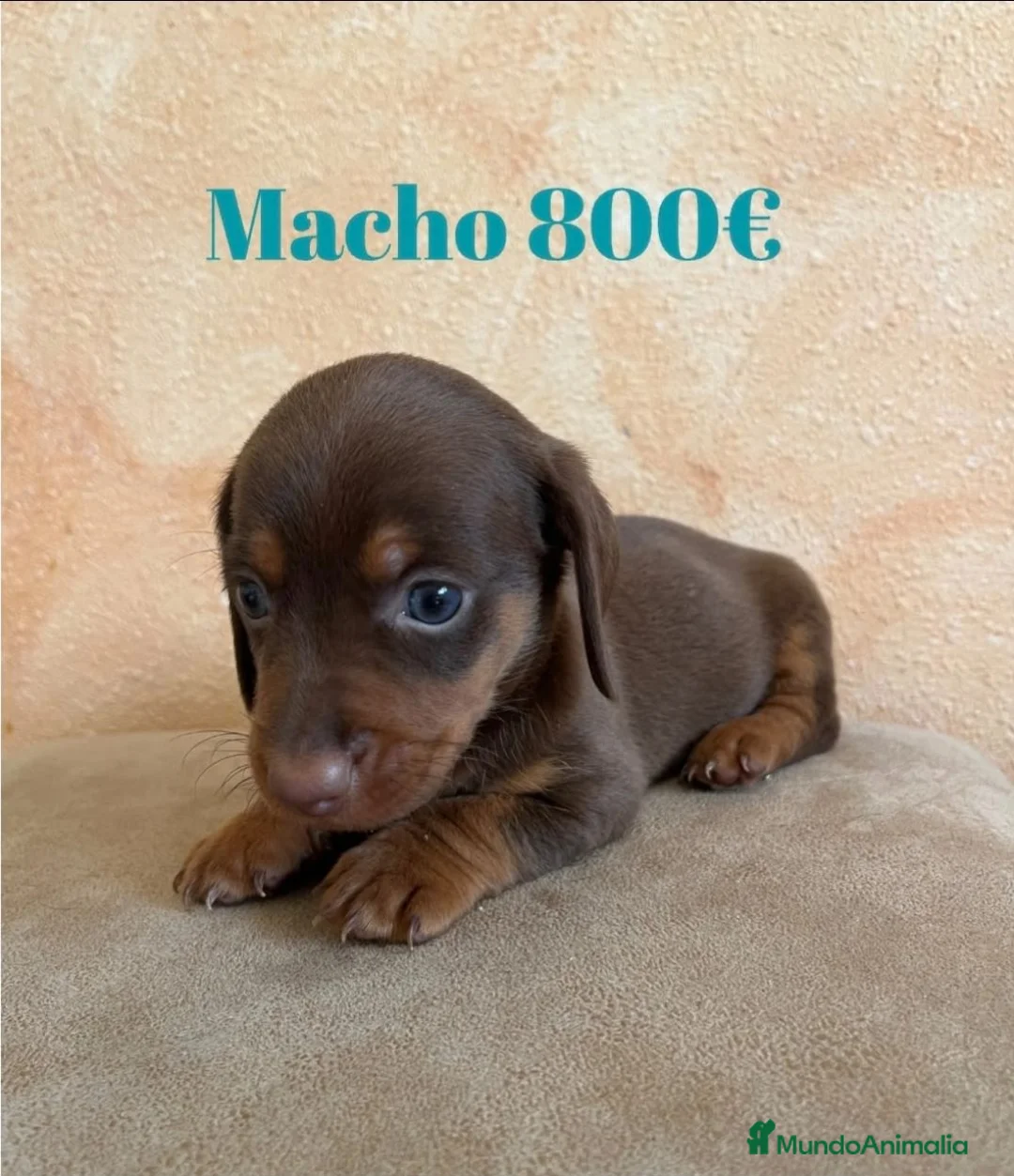 Teckel Miniatura perros en venta: Impresionantes teckel mini  - Anuncio 2