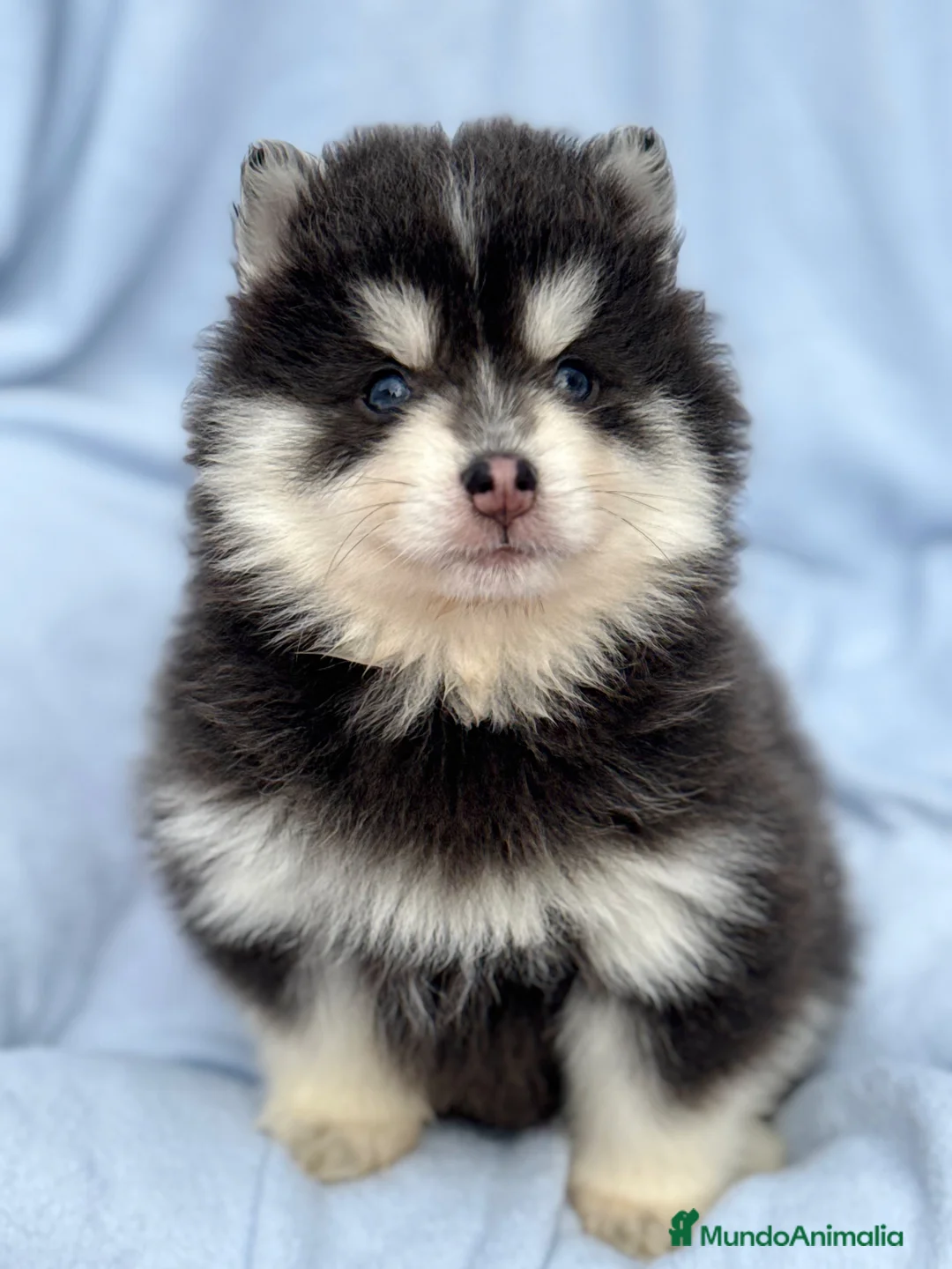 Pomsky perros en venta: dos machos y ultima hembra Pomsky ojos azules  - Anuncio 11