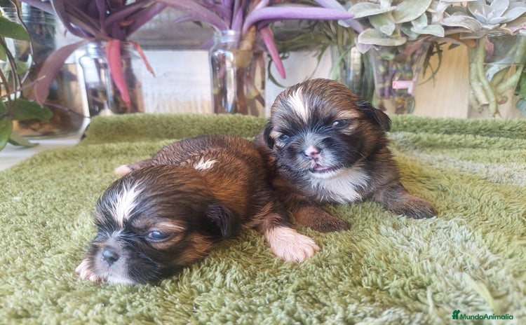 Shih Tzu perros - Anuncio 2