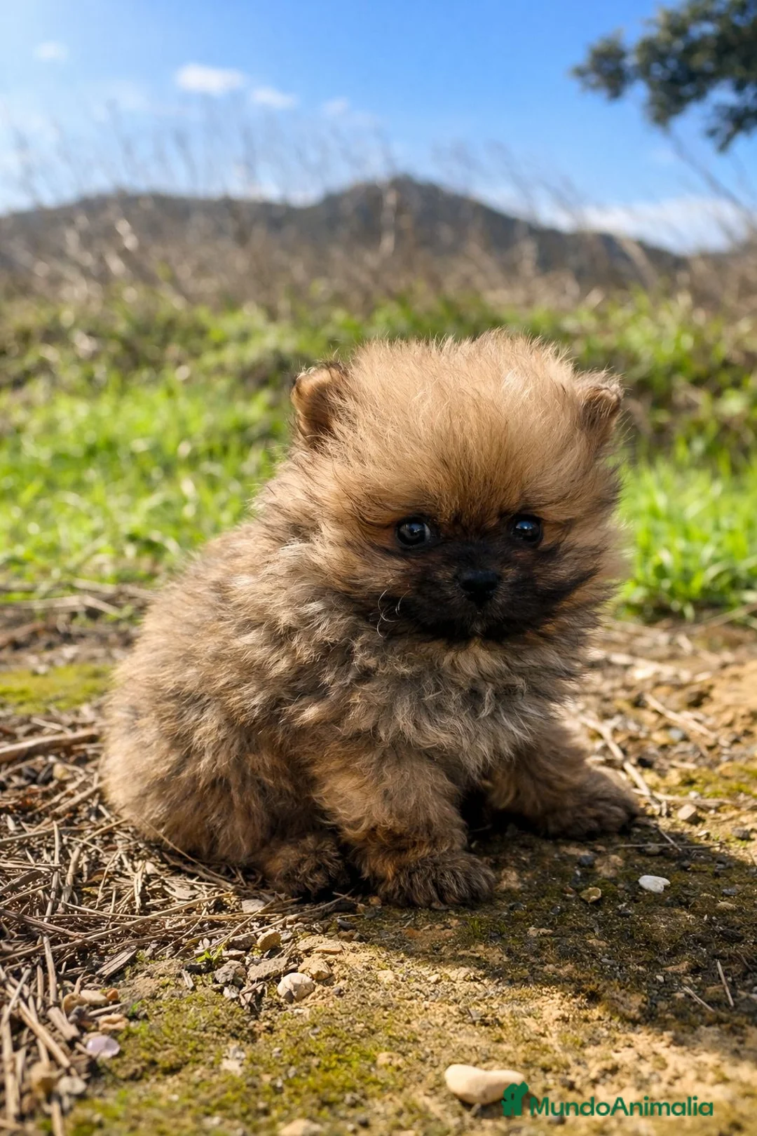 Pomerania perros en venta: Lulu pomerania  en Barcelona - Anuncio 5