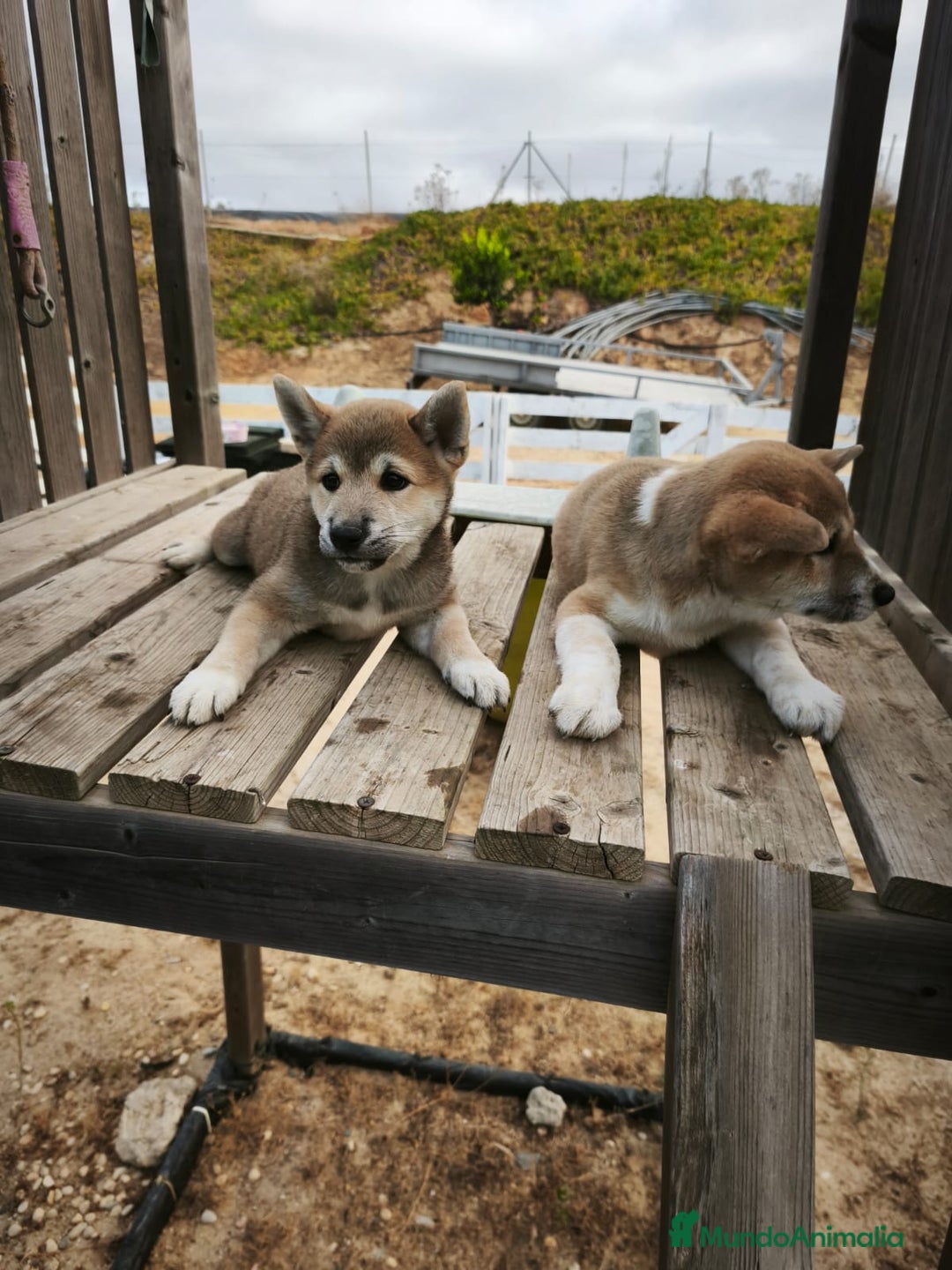 Shiba Inu perros en venta: Shiba iun - Anuncio 3