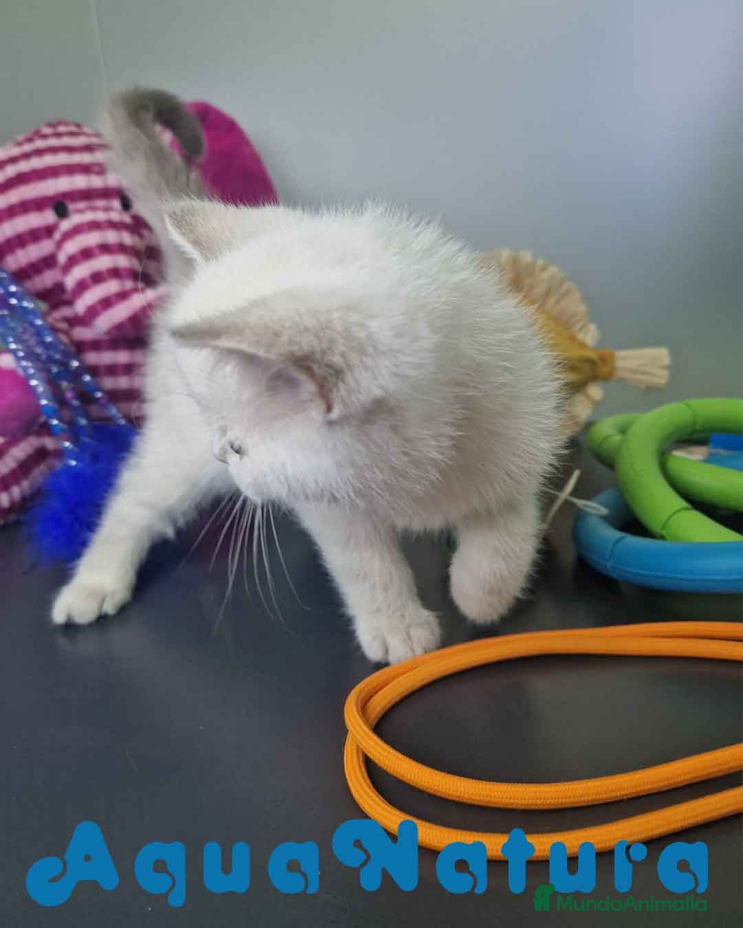 Británico de Pelo Corto gatos British Shorthair Hembra 7911 AQUANATURA - Anuncio 2