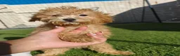 Caniche Toy perros en venta: Caniches Toy Apricot  - Anuncio 2