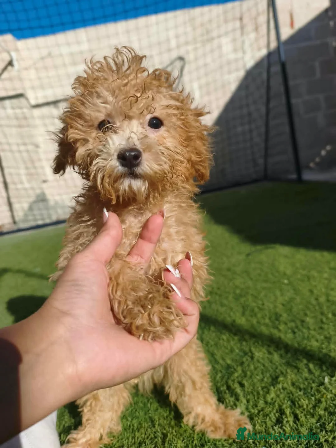 Caniche Toy perros en venta: Caniches Toy Apricot  - Anuncio 2