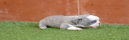 Bulldog Francés perros en venta: Cachorros de Bulldog Frances  - Anuncio 9