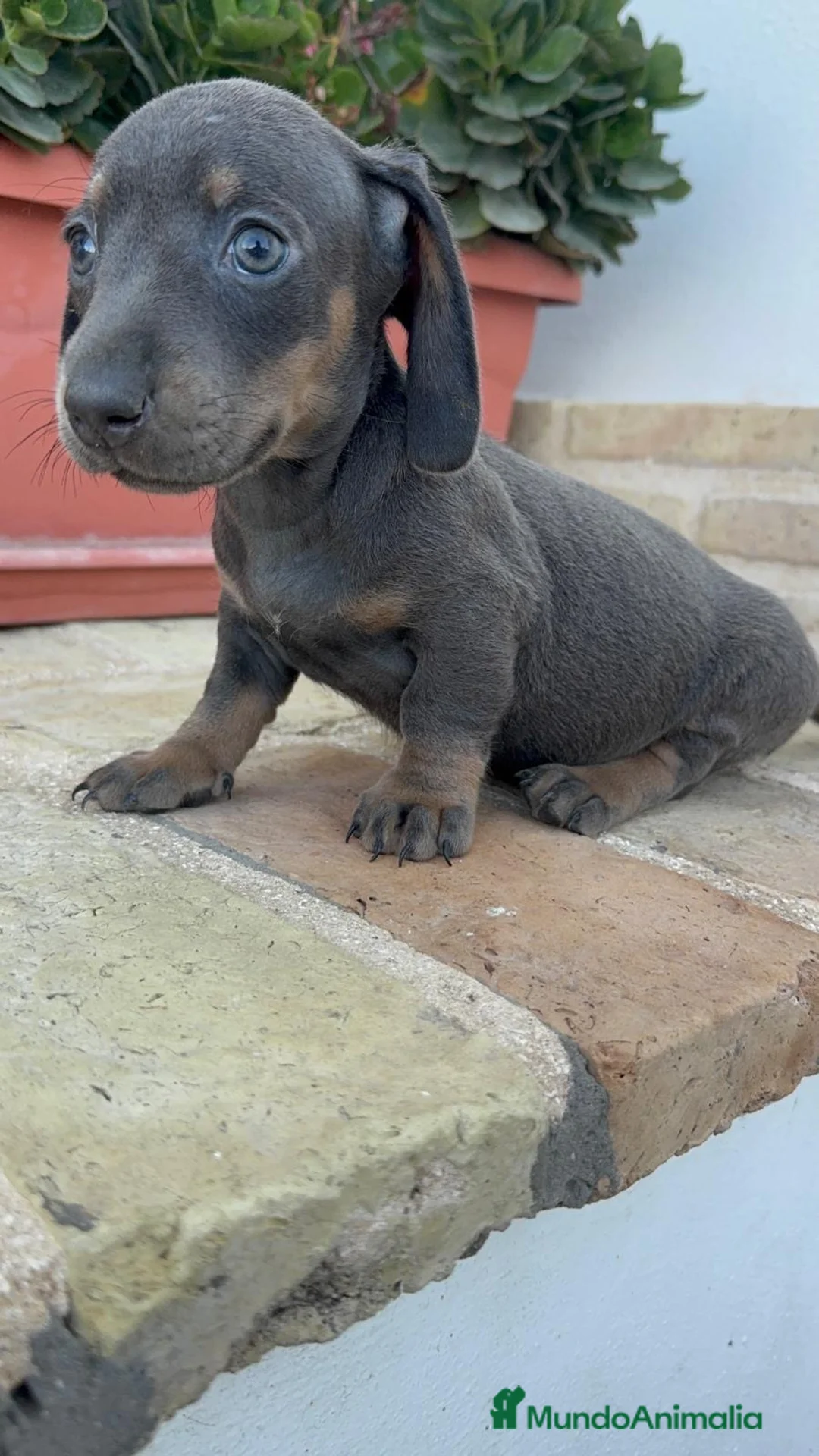 Teckel Miniatura perros en venta: TECKEL BLUE HEMBRA-MINIATURA - Anuncio 1