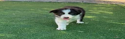 Border Collie perros en adopcion: Border collie - Anuncio 3