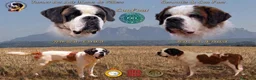 San Bernardo perros en venta: Excelentes cachorros de San Bernardo - Anuncio 1