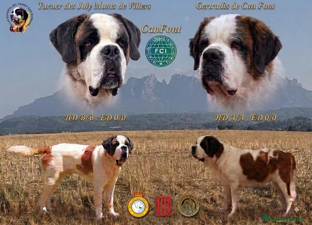 San Bernardo perros en venta: Excelentes cachorros de San Bernardo - Anuncio 1