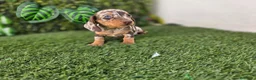 Teckel Miniatura perros en venta: TECKEL MINI & KANNINCHEN ARLEQUINES - Anuncio 3