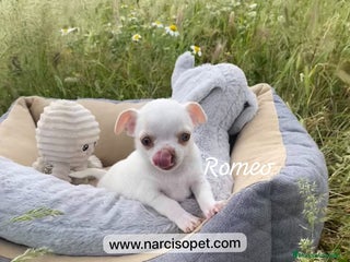 Chihuahua perros en Ciudad Real - Anuncio 30