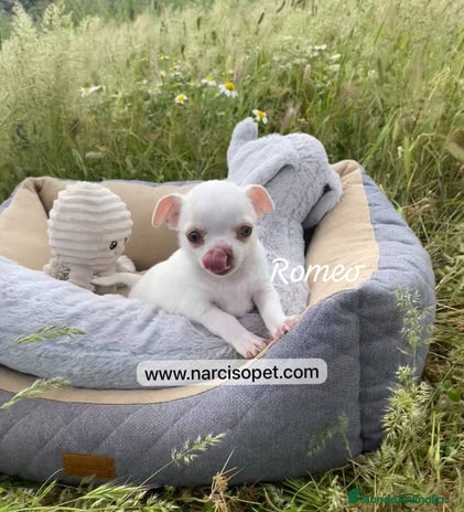 Chihuahua perros en Ciudad Real - Anuncio 3