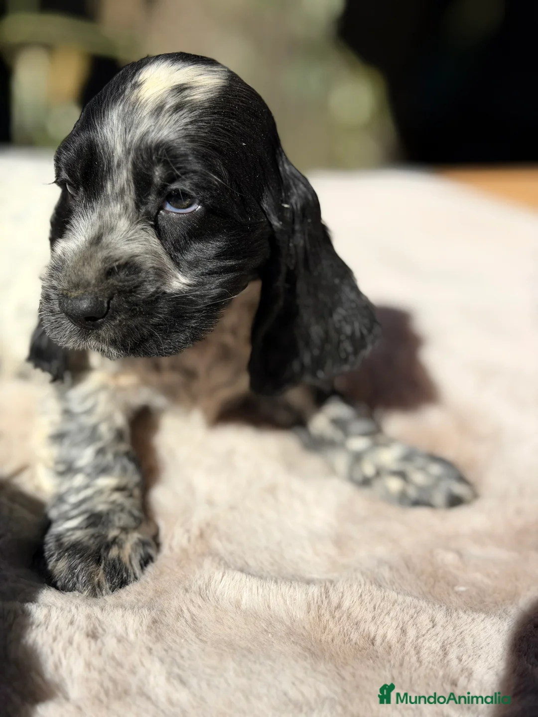 Cocker Spaniel Inglés perros en venta: Cocker ruano macho  - Anuncio 7