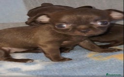 Chihuahua perros en venta: HEMBRAS CHIHUAHUA  - Imagen 2