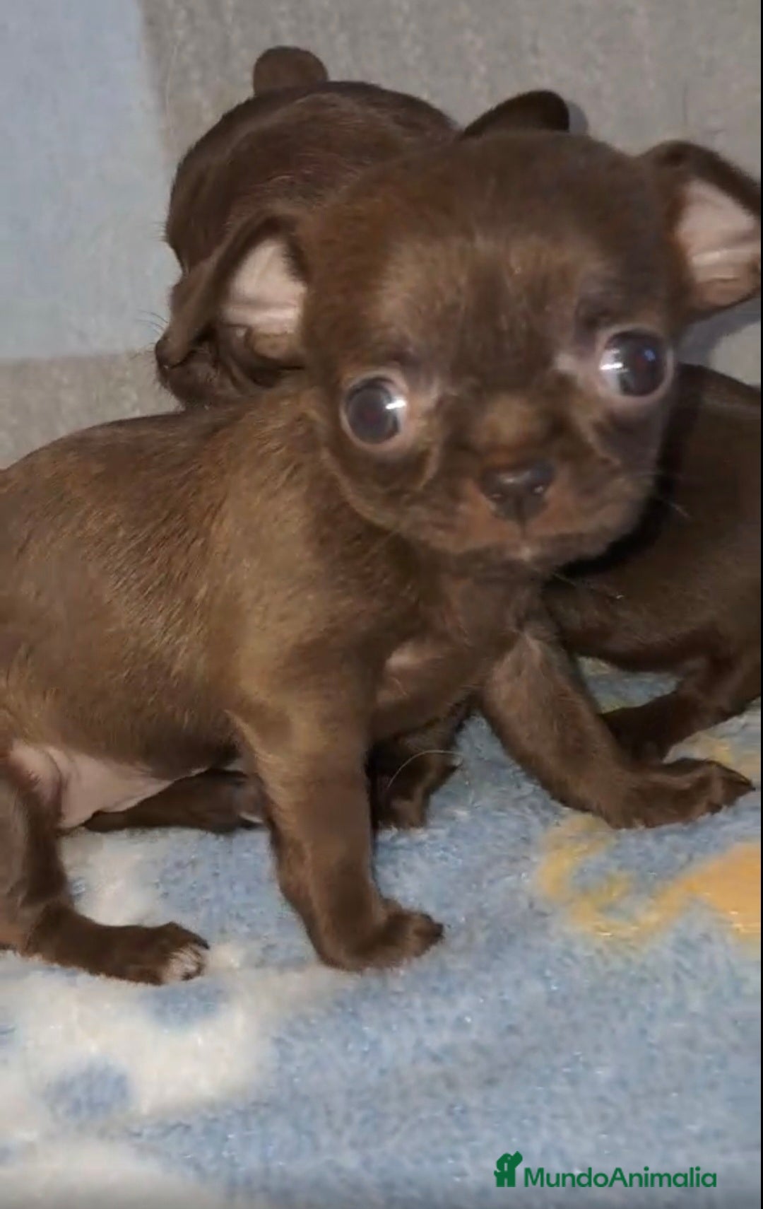 Chihuahua perros en venta: HEMBRAS CHIHUAHUA  - Imagen 2