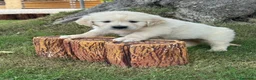 Golden Retriever perros en venta: Golden Retriever  - Anuncio 5