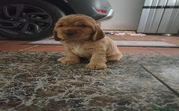 Cocker Spaniel Inglés perros en venta: Preciosa camada de cocker Canela - Imagen 2
